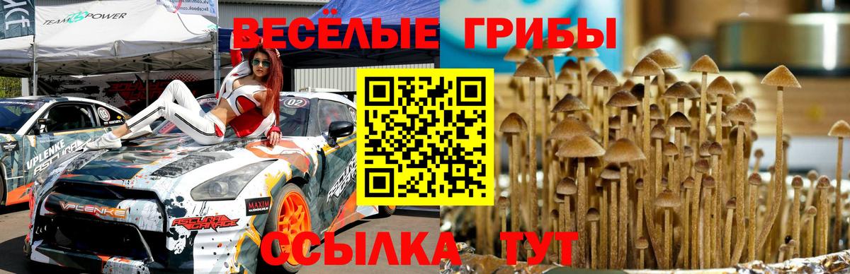 Зеленогорск  Галлюциногенные грибы Psilocybe  Вход с VPN  закладка  Псилоцибиновые грибы Psilocybe 